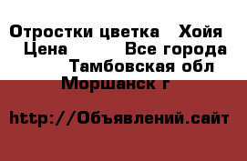 Отростки цветка  “Хойя“ › Цена ­ 300 - Все города  »    . Тамбовская обл.,Моршанск г.